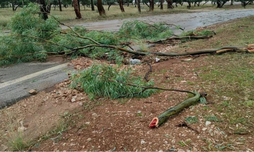 Φθιώτιδα: Έριξε δέντρα το μπουρίνι στην Ανθήλη